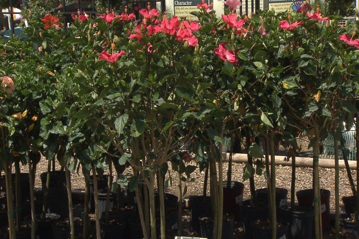 Tree-form plants provide a unique look 